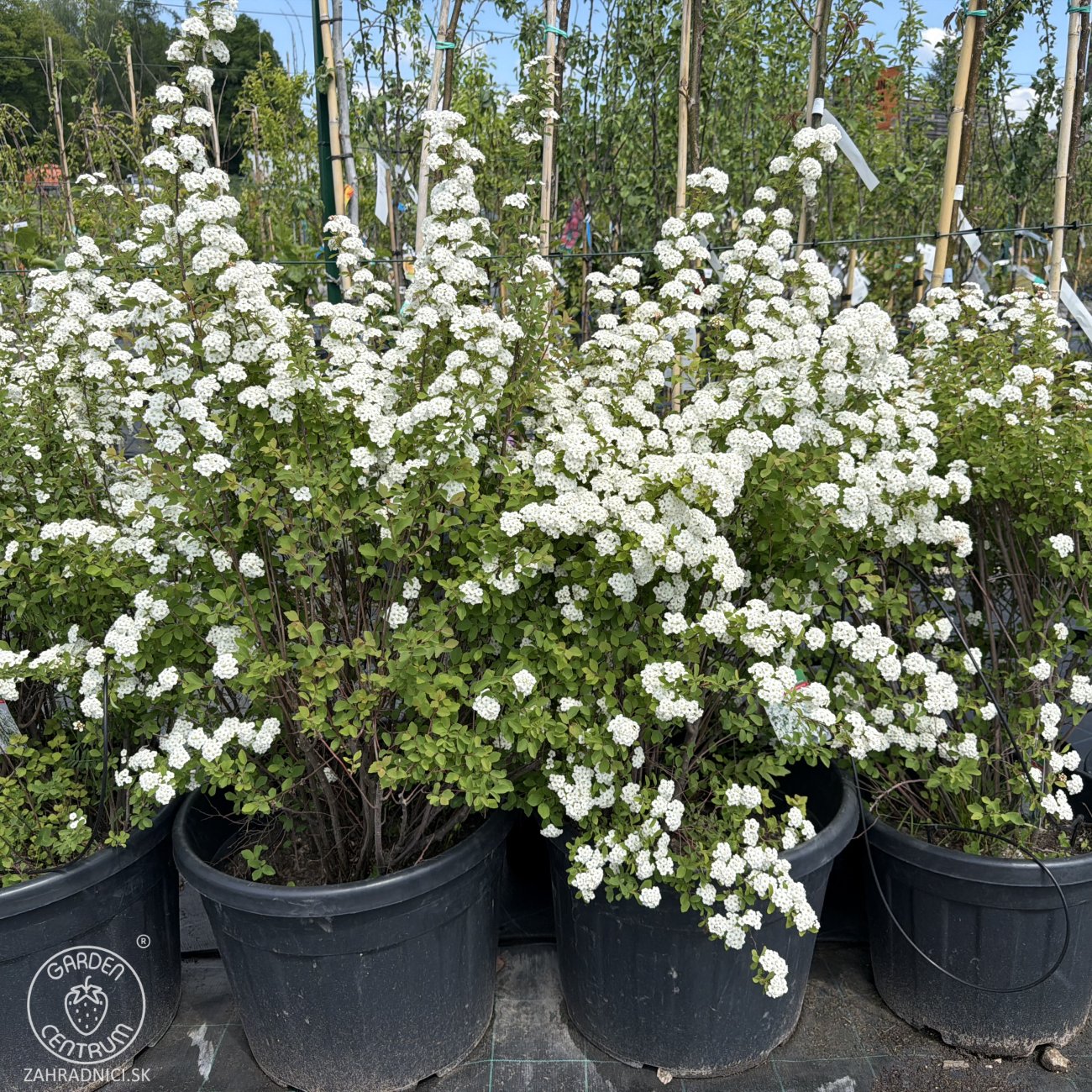 Obrázok Tavoľník ´van Houtteho´ (Spiraea x vanhouttei) - výška 80-100 cm, kont. C30L/C45L